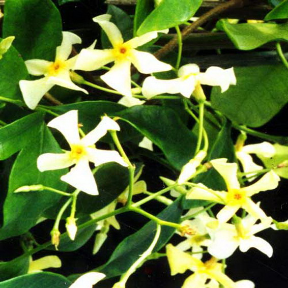 Trachelospermum asiaticum